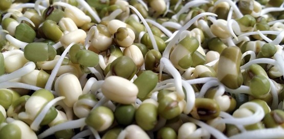 Amazing Benefits of Sprouts, Preparation And Recepie