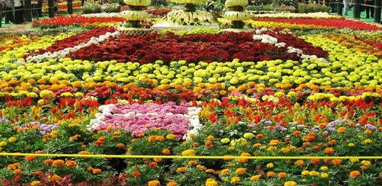 Fruit and Flower Show
